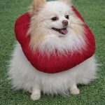 Colar Elizabetano para Cães e Gatos