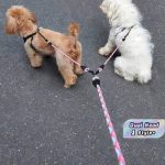 Guia para Cães com Duas Alças 