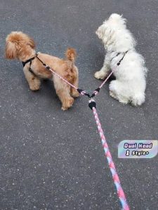 Guia para Cães com Duas Alças 